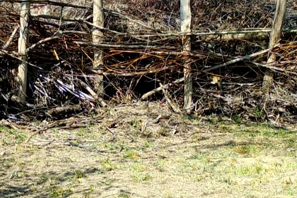 Hermelin in Oberwil